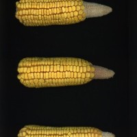 CIMMYTMA 5622 BRAZ 1669 AF22A-0903-105 E_compress.jpg