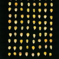 CIMMYTMA 18975 BOZM 1489 TC22U-2903-64 K.jpg