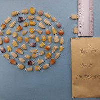 CIMMYTMA 8096 - Reference inventory.jpg