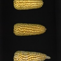 CIMMYTMA 19428 PUEB 672 BA22U-2903-101 E.jpg