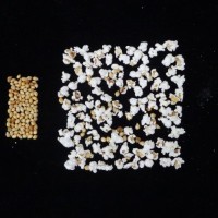 Popped and not popped comparison.jpg