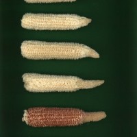 CIMMYTMA 7465 BRAZ 1095 AF22A-0903-133 C_compress.jpg