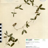 9906 herbarium