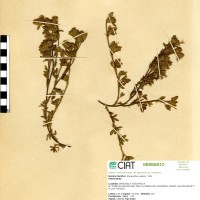 1504 herbarium