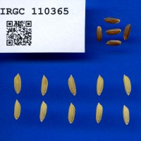 IRGC 110365 Seed Photo