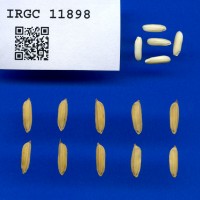 IRGC 11898 Seed Photo