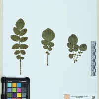 224579_HAM     2 CIP 760484.JPG