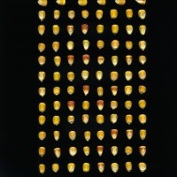 CIMMYTMA 4987 BRAZ 2144 AF20A-0903-191 K.jpg