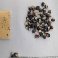 CIMMYTMA 538 - Reference Inventory.jpg