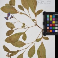 CIP 761356_OCH 11938_02.jpg