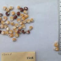 CIMMYTMA 1546 - Reference Inventory.jpg