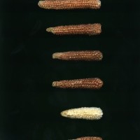 CIMMYTMA 18964 BOZM 1466 TC22U-2903-61 C.jpg