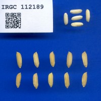 IRGC 112189 Seed Photo