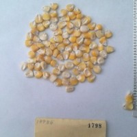 CIMMYTMA 1798 - Reference Inventory.jpg