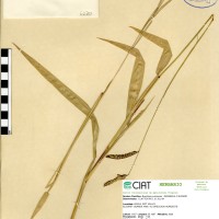 6130 herbarium