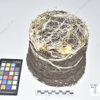 CIP 765859_RPSP 181_med_Tb_2024.jpg