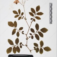 CIP 760016_OCH S47_02.jpg