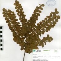 33510 herbarium