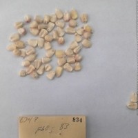 CIMMYTMA 834 - Reference Inventory.jpg