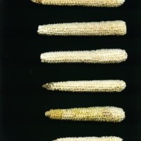 CIMMYTMA 26974 TLAX 461 BA23U-2903-52 C.jpg