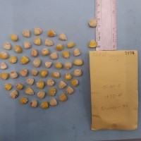 CIMMYTMA 7276 - Reference inventory.jpg