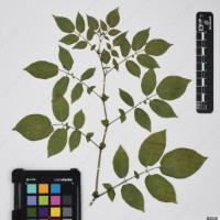 CIP 760245_HHCH 4498_01.jpg