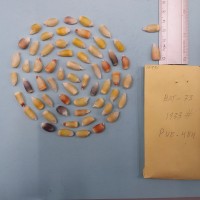 CIMMYTMA 7693 - Reference inventory.jpg