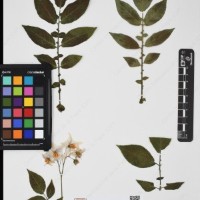 CIP 760519_HAM 141_09.jpg