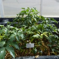 CIP 204014 (plant).JPG