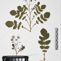 CIP 761446_OCH 12083_04.jpg