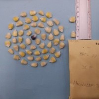 CIMMYTMA 8073 - Reference inventory.jpg