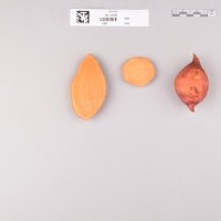 CIP 440001 (root).jpg