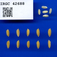 IRGC42688.jpg