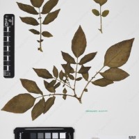 CIP 760257_HHCH 4543_01.jpg