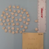 CIMMYTMA 5190 - Reference Inventory.jpg