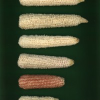 CIMMYTMA 27188 BRAZ 4024LC AF22A-0903-143 C_compress.jpg