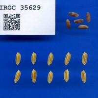 IRGC 35629 Seed Photo