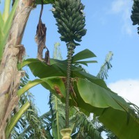 6.4.13 - Rachis appearance