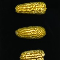 CIMMYTMA 25113 TLAX 212 TC24U-2903-160 E1.jpg