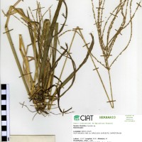 16683 herbarium