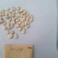 CIMMYTMA 736 - Reference Inventory.jpg