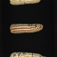 CIMMYTMA 5333 MICH 99 AF23A-0903-223 E1.jpg