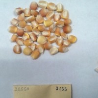 CIMMYTMA 3255 - Reference Inventory.jpg