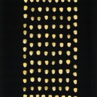 CIMMYTMA 17012 ECUA 1044 AF23A-0903-42 K.jpg