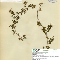 23207 herbarium