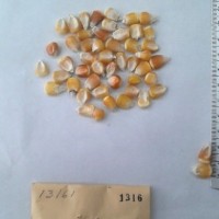 CIMMYTMA 1316 - Reference Inventory.jpg