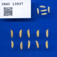 IRGC 13937 Seed Photo