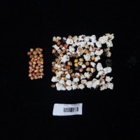 Popped and not popped comparison labeled.jpg