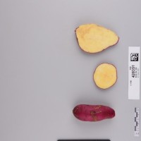 CIP 420351 (root).jpg