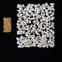 Popped and not popped comparison.jpg